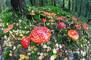 Muscaria: Fly Agaric / Amanita - fruiting bodies in forest