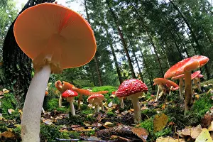 Muscaria: Fly Agaric / Amanita - fruiting bodies in forest