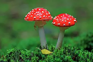 Muscaria: Fly Agaric / Amanita - fruiting bodies in forest
