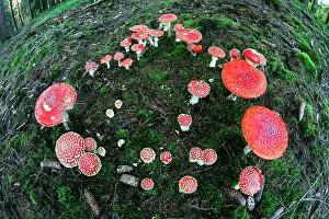 Muscaria: Fly Agaric / Amanita - fruiting bodies in forest