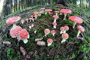 Muscaria: Fly Agaric / Amanita - fruiting bodies in forest