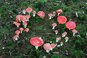 Muscaria: Fly Agaric / Amanita - fruiting bodies in forest