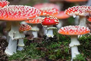 Toadstools: Fly Agaric / Amanita - fruiting bodies in forest