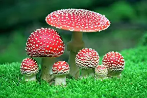 Muscaria: Fly Agaric / Amanita - fruiting bodies growing in