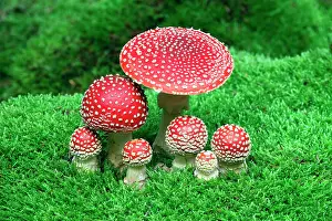 Muscaria: Fly Agaric / Amanita - fruiting bodies growing in