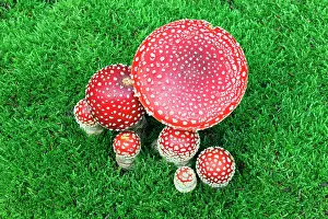 Muscaria: Fly Agaric / Amanita - fruiting bodies growing in