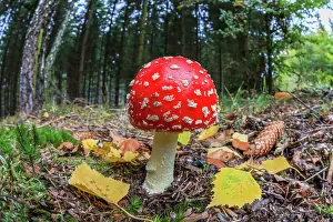 Muscaria: Fly Agaric / Amanita - fruiting body in forest
