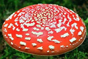 Muscaria: Fly Agaric / Amanita - fruiting body in forest
