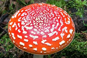 Muscaria: Fly Agaric / Amanita - fruiting body in forest Lower