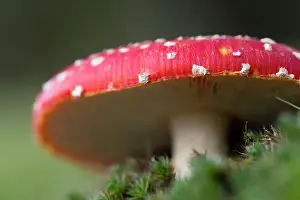 Muscaria: Fly Agaric / Amanita Fungus