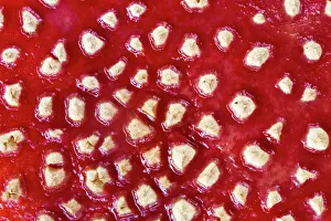 Muscaria: Fly Agaric / Amanita Fungus