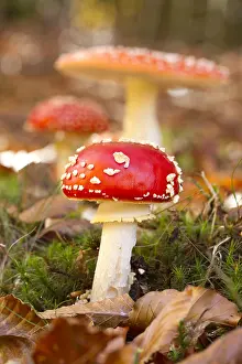 Amanita: Fly agaric (Amanita muscaria)