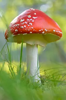 Amanita: Fly Agaric (Amanita muscaria) in autumn, The Ne
