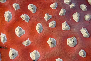 Amanita: Fly Agaric (Amanita muscaria) close up of the h