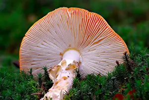 Fallen: Fly Agaric (Amanita muscaria) fallen down, The