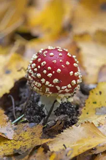 Soil: Fly agaric (Amanita muscaria), fly amanita early