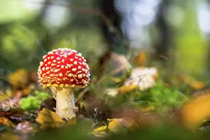 Amanita: Fly agaric (Amanita muscaria) on forest floor, Hesse