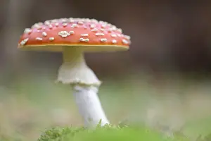 Toadstool: Fly Agaric (Amanita muscaria) in the forest, Th
