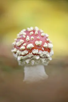 Toadstool: Fly Agaric (Amanita muscaria) in the forest, Th