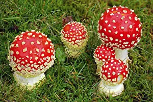 Amanita: Fly Agaric (Amanita muscaria) group in close up