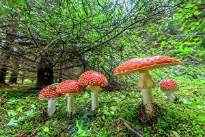 Amanita: Fly Agaric (Amanita muscaria), hudge thrust into