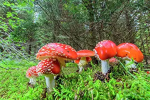 Amanita: Fly Agaric (Amanita muscaria), hudge thrust into