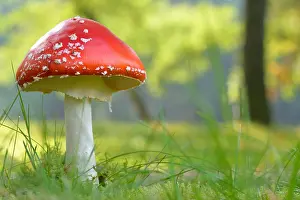 Amanita: Fly Agaric (Amanita muscaria) mushroom undernea