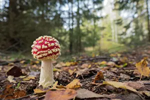 Amanita: Fly agaric (Amanita muscaria), mushrooms, Hesse