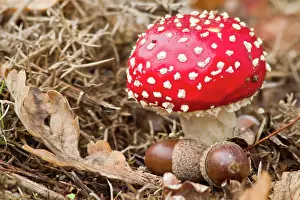 Toadstools: Fly Agaric in autumn on field with acorns