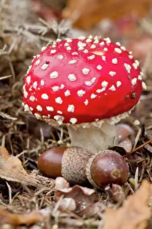 Toadstools: Fly Agaric in autumn on field with acorns