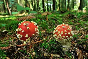 Toadstools: Fly Agaric Fly Amanita Fungi