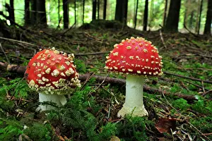 Toadstools: Fly Agaric Fly Amanita Fungi