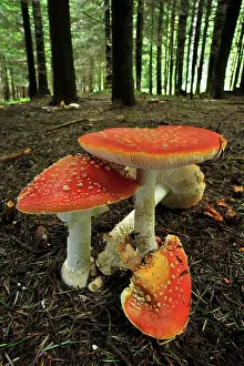 Toadstools: Fly Agaric Fly Amanita Fungi
