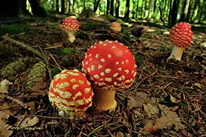 Toadstools: Fly Agaric Fly Amanita Mushrooms Fungi