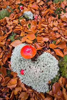 Toadstool: Fly Agaric, two fruiting bodies growing in Lichen