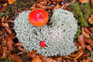 Bodies: Fly Agaric, two fruiting bodies growing in Lichen