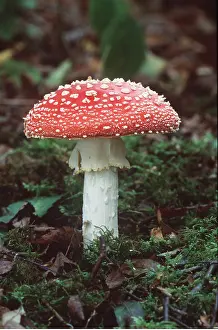 David C Dixon: FLY AGARIC FUNGI