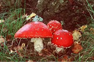 Toadstool: FLY AGARIC FUNGI - three