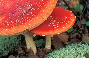 Drugs: Fly Agaric FUNGI - close-up. Woodland floor