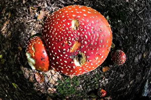 Muscaria: Fly Agaric Fungus close up