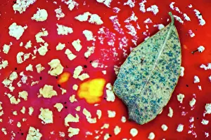 Muscaria: Fly Agaric Fungus close up with green leaf on top