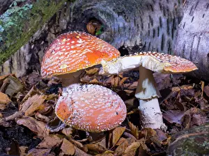 Agaric: Fly Agaric fungus - UK