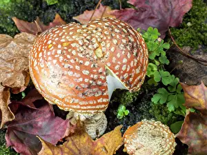 Agaric: Fly Agaric fungus - UK