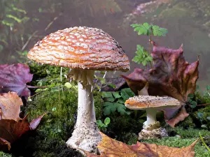 Agaric: Fly Agaric fungus - UK
