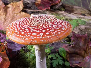 Agaric: Fly Agaric fungus - UK