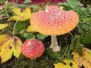 Agaric: Fly Agaric fungus - UK