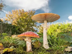 Agaric: Fly Agaric fungus - UK