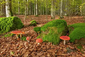 Agaric: Fly agaric - a group of fly agaric in a beech forest in autu
