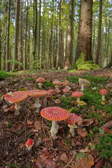 Agaric: Fly agaric - a group of fly agaric in a coniferous forest in