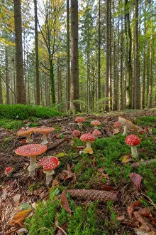 Agaric: Fly agaric - a group of fly agaric in a coniferous forest in